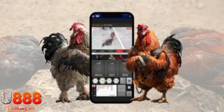 đá gà cựa dao U888