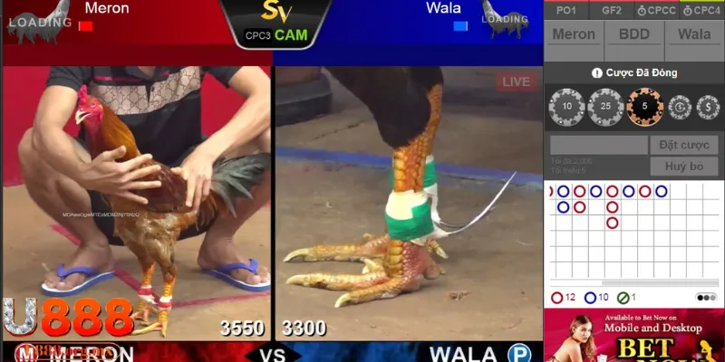 Cuồng nhiệt với thể loại đá gà cựa dao