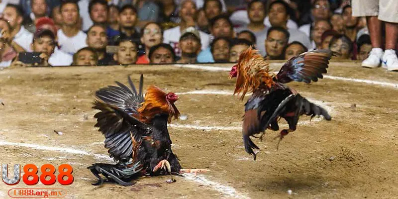 Hình thức đá gà đòn kịch tính