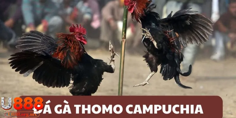 Khái quát đá gà Thomo U888