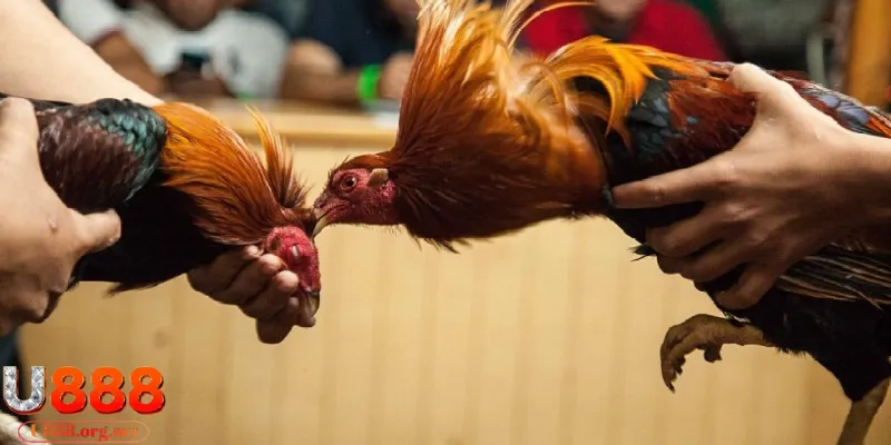 Mẹo chơi đá gà online hiệu quả