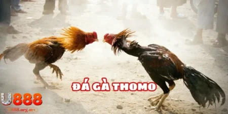đá gà Thomo U888