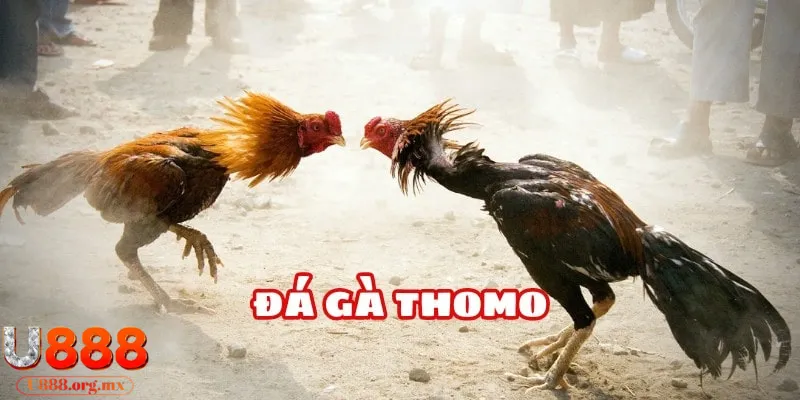 đá gà Thomo U888